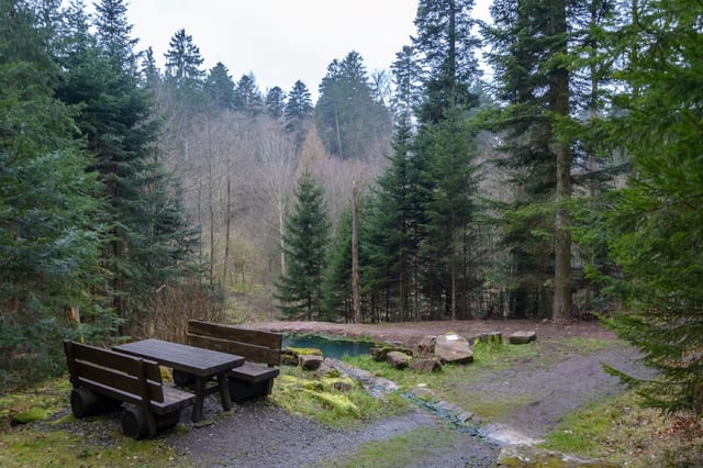 Dollbrunnen · Hegarhütte · Schwarzer Brunnen — excursión en la Selva Negra del norte