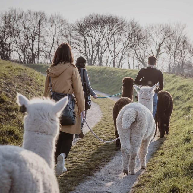 Hofgut Buckenberg — paseos con alpacas — excursión en la Selva Negra del norte