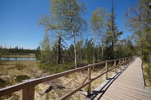 Hochmoor Kaltenbronn (Gernsbach) — excursión en la Selva Negra del norte