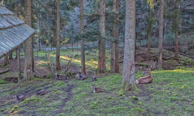 Recinto de ciervos Enzklösterle — excursión en la Selva Negra del norte
