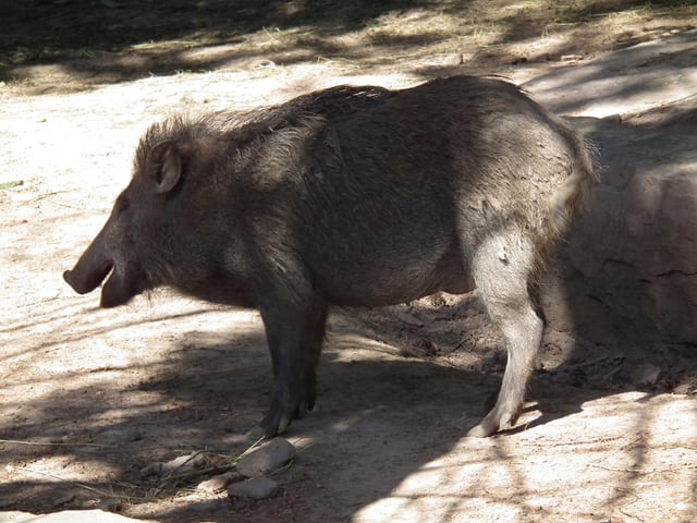 Parque de fauna Pforzheim — excursión en la Selva Negra del norte